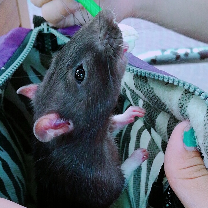 rata comiendo helado