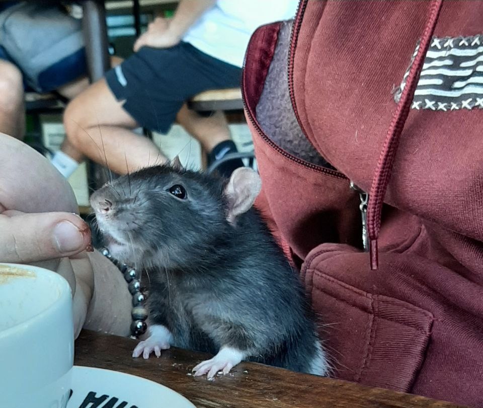 Cómo tomar café con una rata